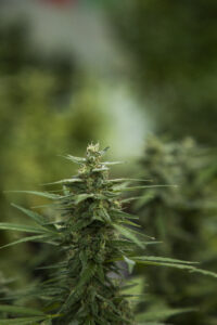 Hemp bud