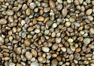 Hemp Seeds