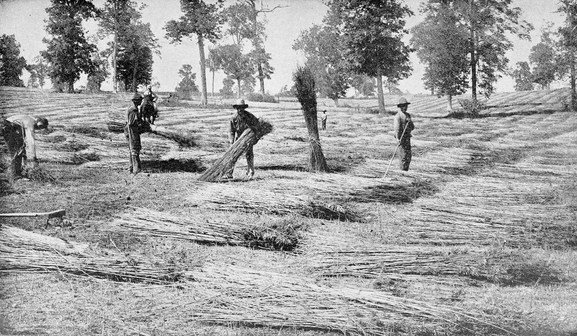 Hemp farming